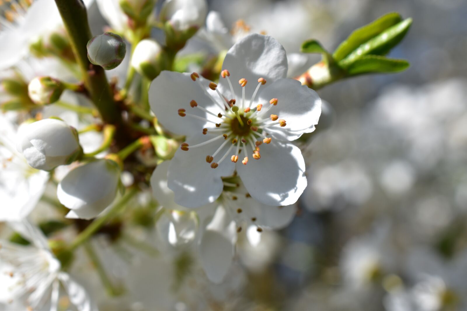 Nikon D5500 sample photo. Flower, nature, plant photography