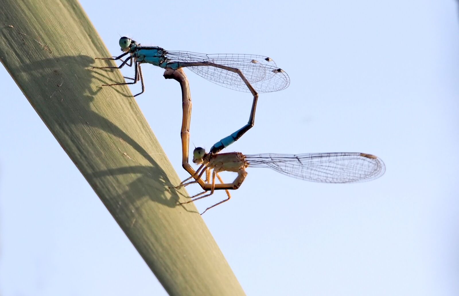Olympus OM-D E-M1 sample photo. Horseshoe-azure bridesmaid, dragonflies, pairing photography