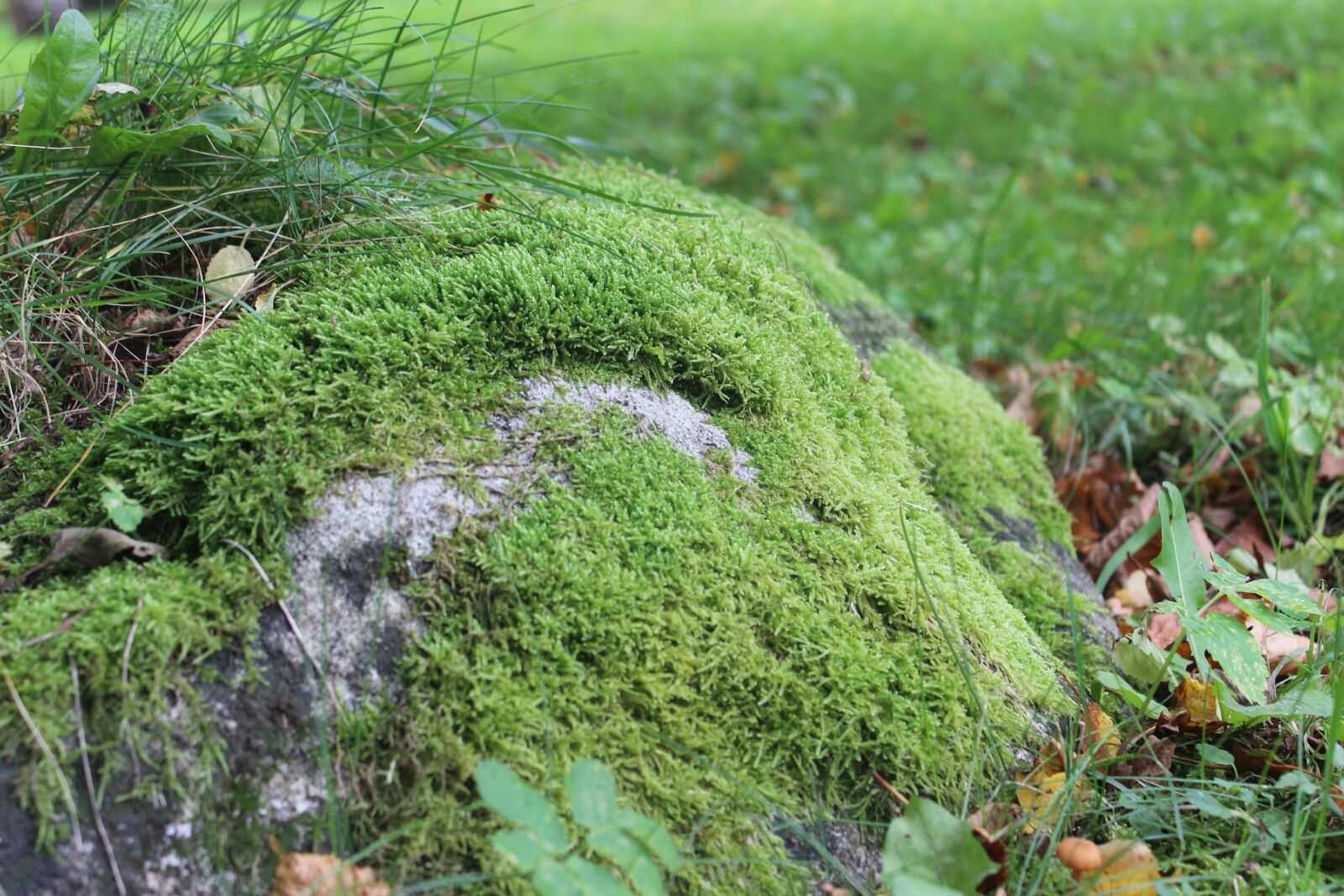 Canon EOS 600D (Rebel EOS T3i / EOS Kiss X5) sample photo. Rock, moss, green photography