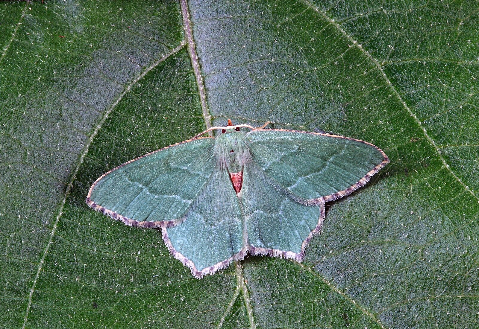 Canon EOS 400D (EOS Digital Rebel XTi / EOS Kiss Digital X) sample photo. Moth, close up, nature photography