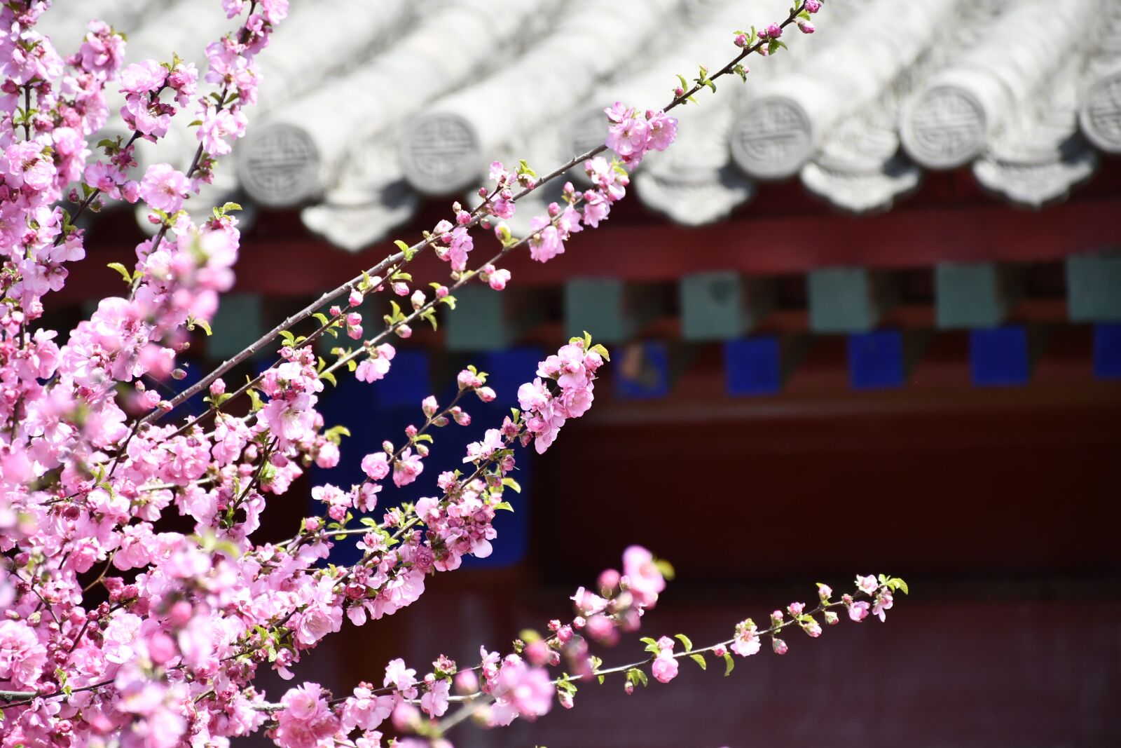 Nikon D7500 sample photo. Flower, building, spring photography