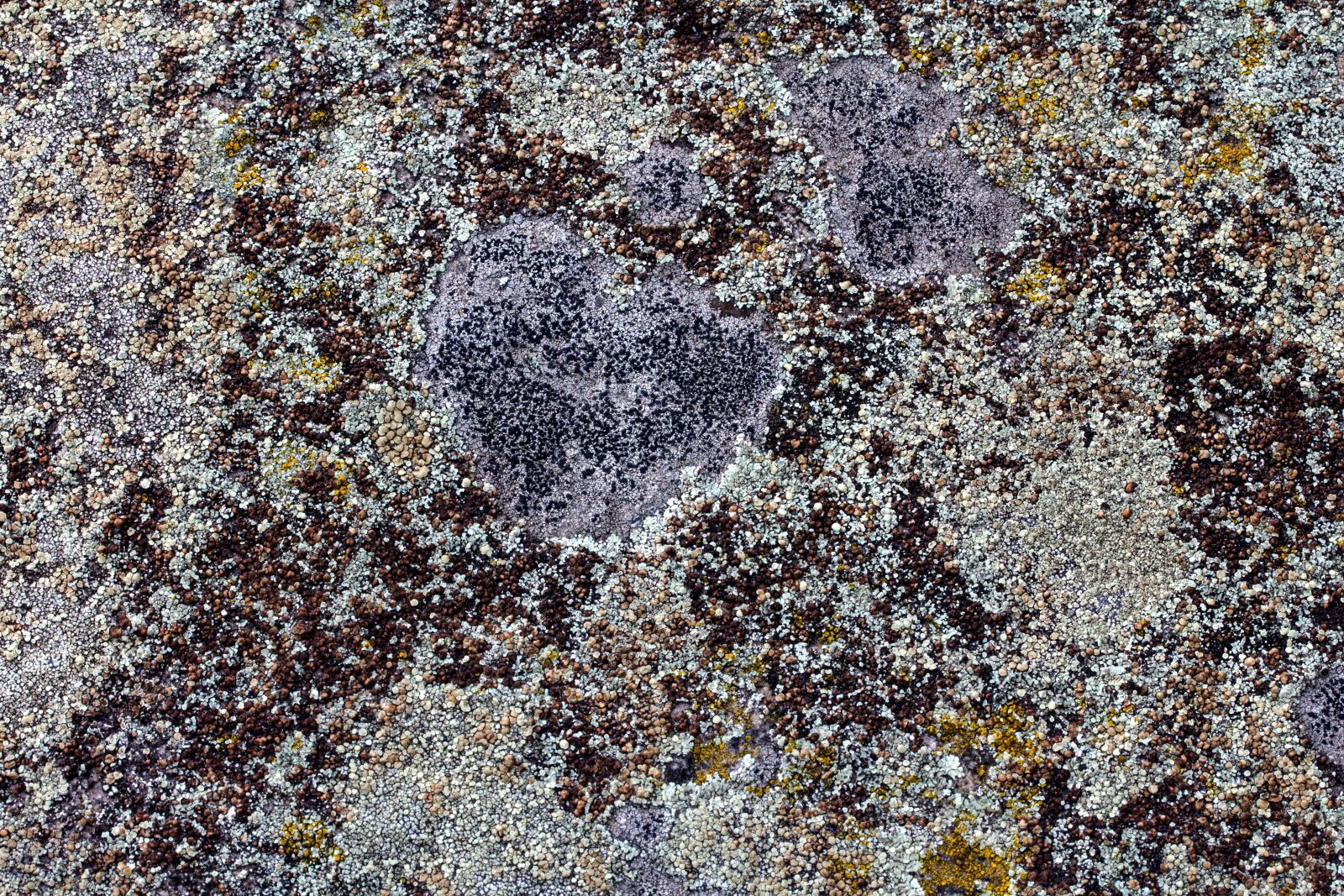 Canon EF-S 60mm F2.8 Macro USM sample photo. Background, texture, wall photography