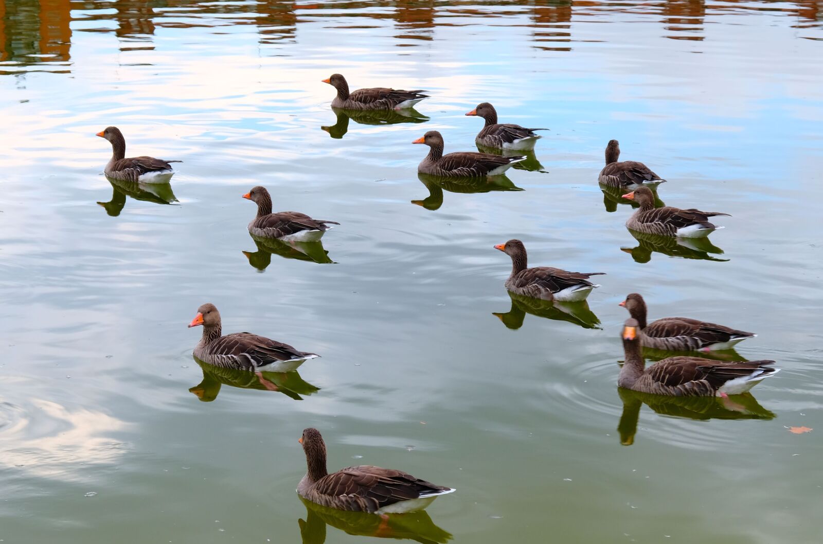 Fujifilm XF 18-55mm F2.8-4 R LM OIS sample photo. Geese, bird, wild ducks photography