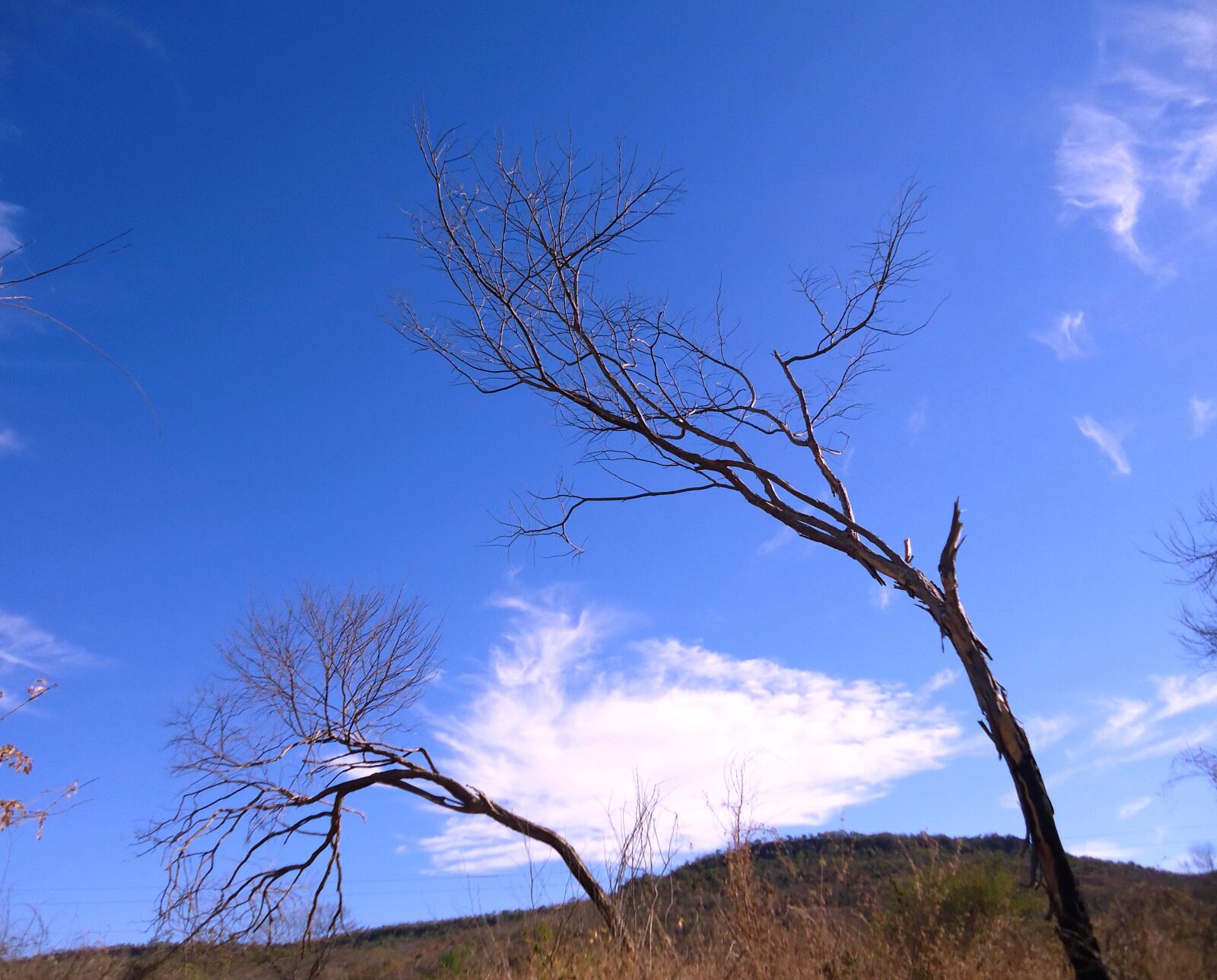 Sony Cyber-shot DSC-W530 sample photo. Cerrado, sky, blue sky photography