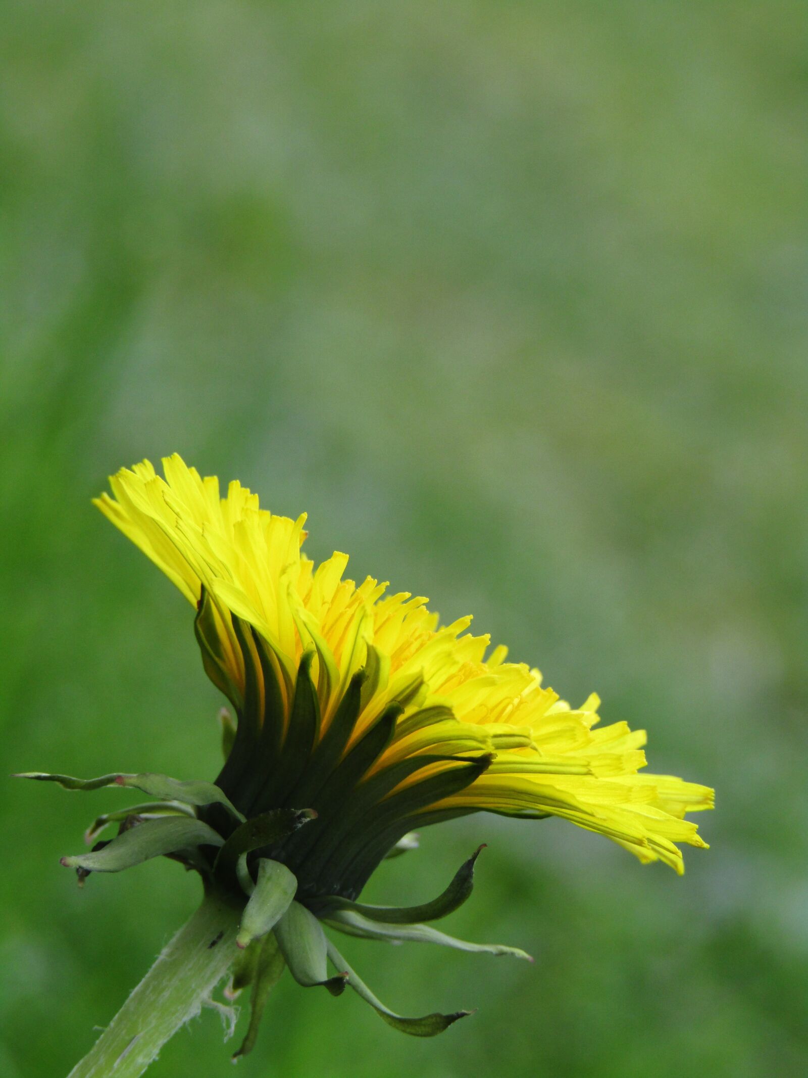 Canon POWERSHOT SX432 IS sample photo. Dandelion, close up, macro photography