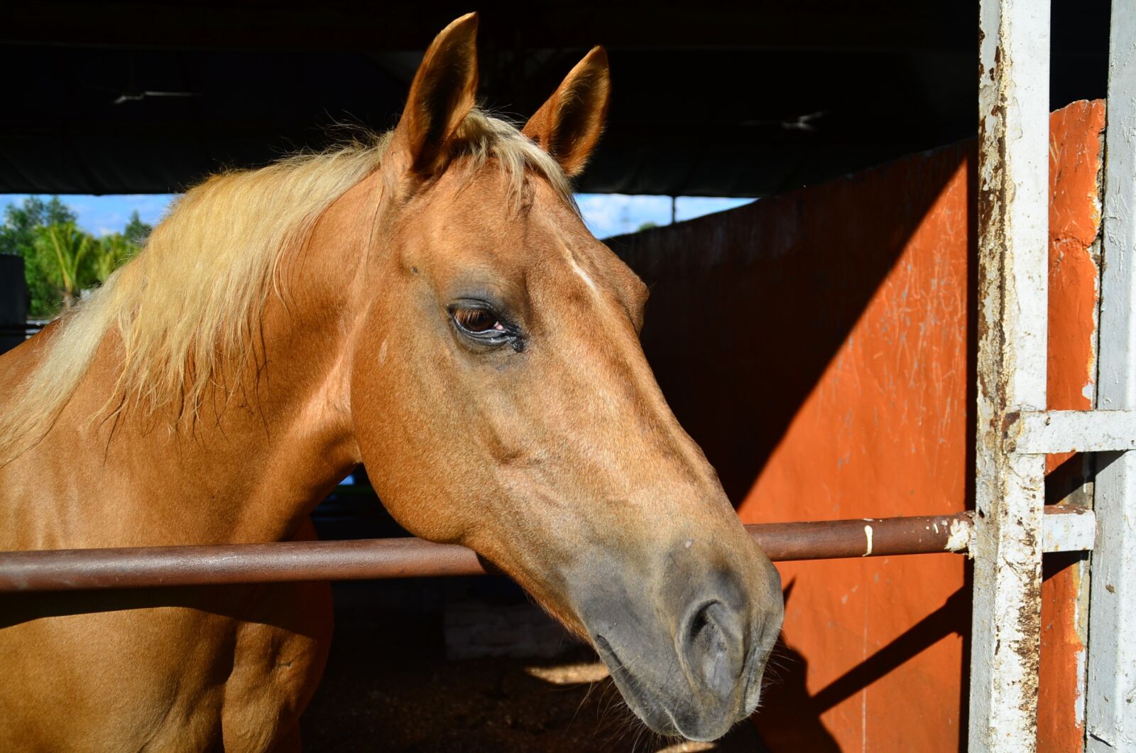 Nikon D7000 sample photo. Horse, animal, equine photography