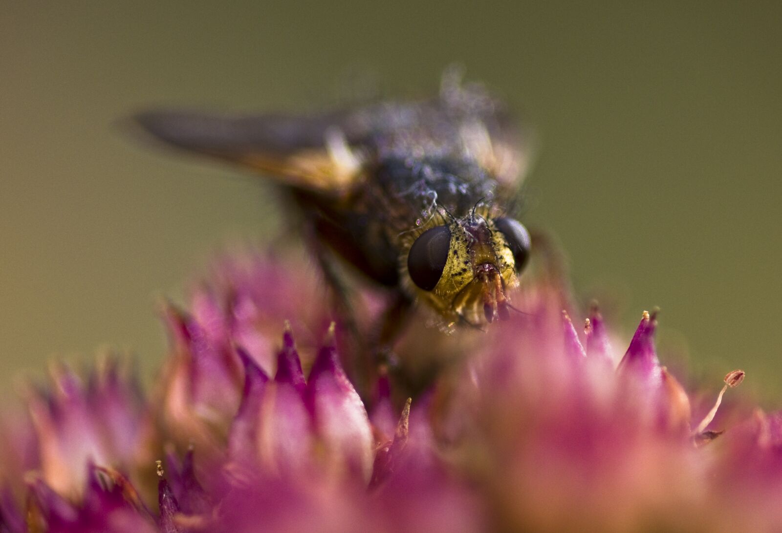 Pentax K-30 sample photo. Hoverfly, fly, insect photography
