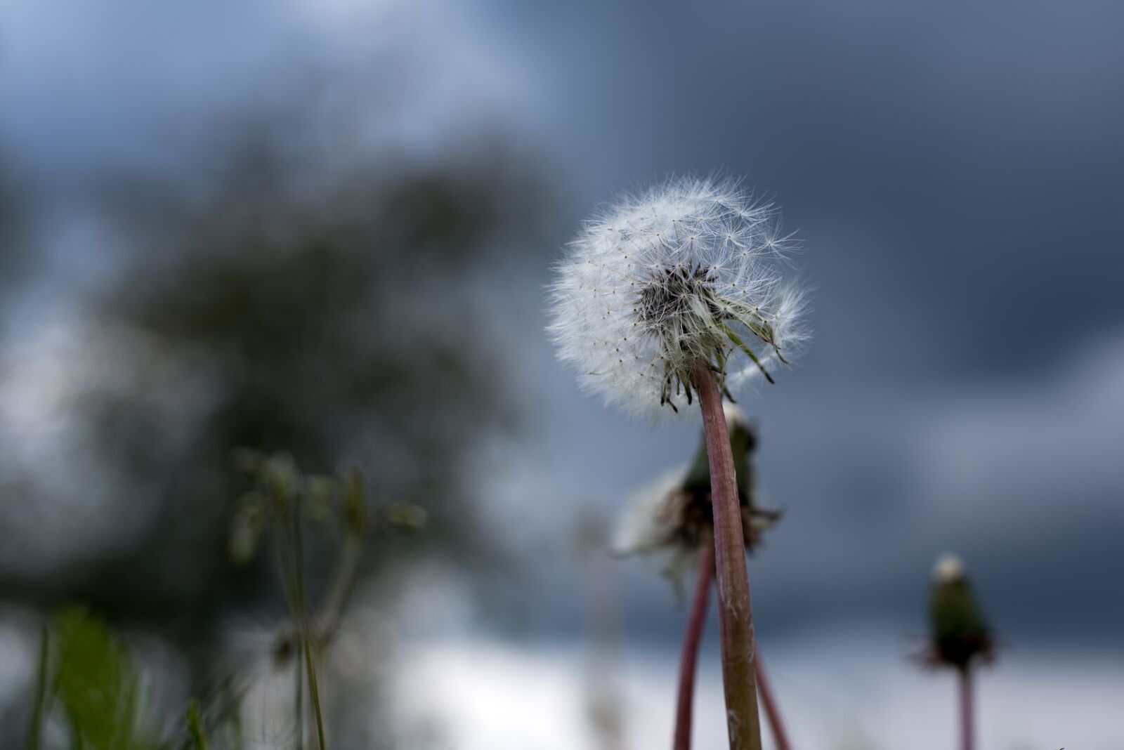Nikon D750 sample photo. Dandelion, dark sky, sunshine photography