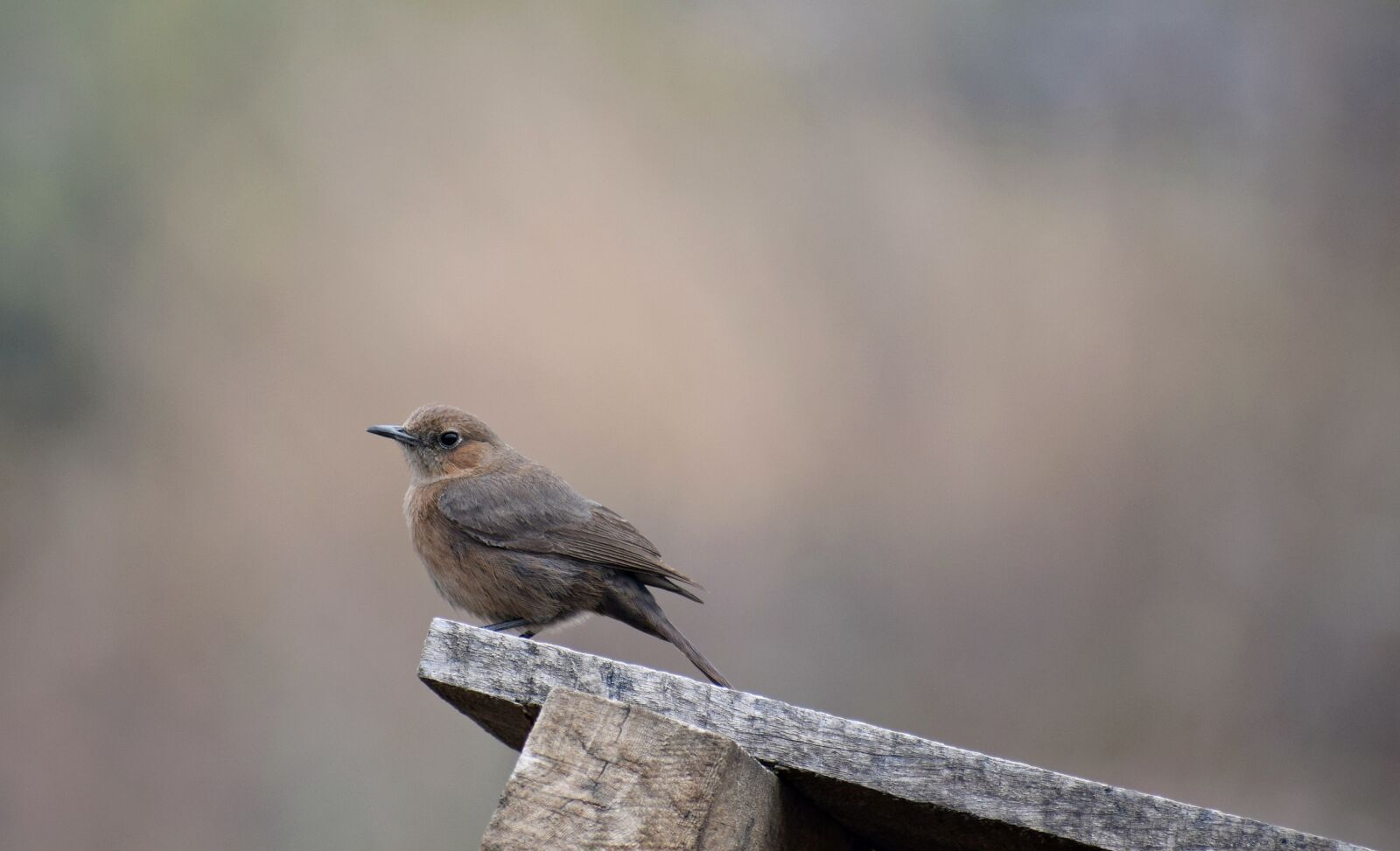 Nikon D3300 sample photo. Little, bird, cute photography