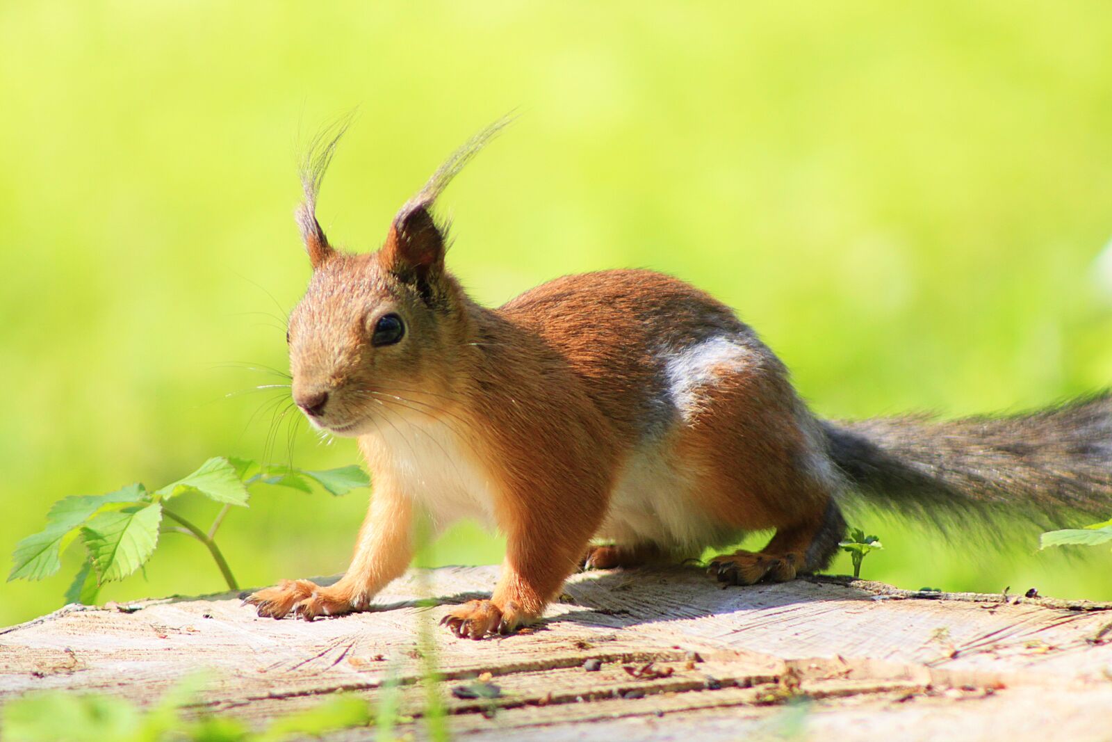 Canon EOS 500D (EOS Rebel T1i / EOS Kiss X3) sample photo. Squirrel, animal, park photography