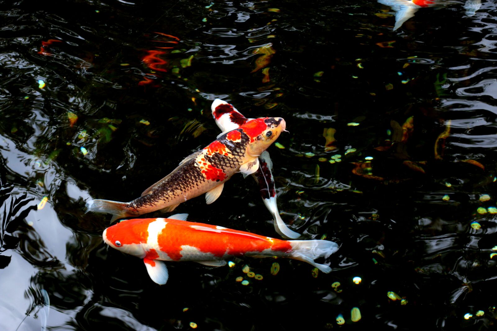 Canon EOS 70D + Canon EF 50mm F1.8 STM sample photo. Water, fish, japan photography