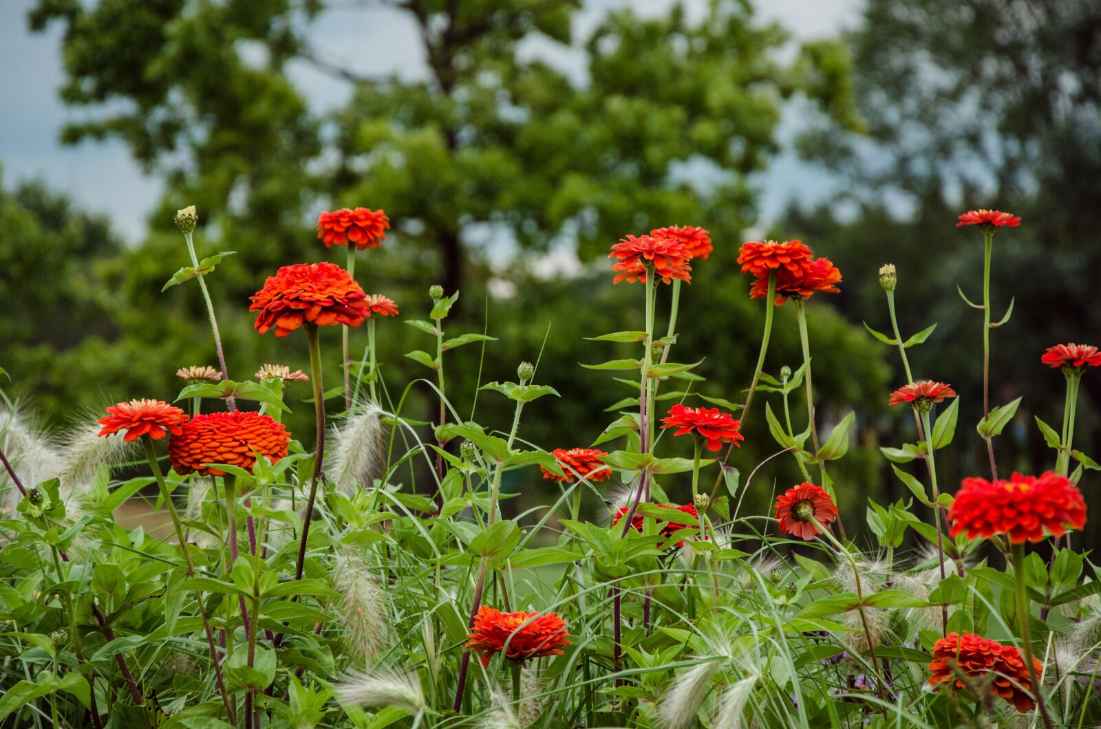 Nikon D5100 sample photo. Dahlia, flowers, dahlia garden photography
