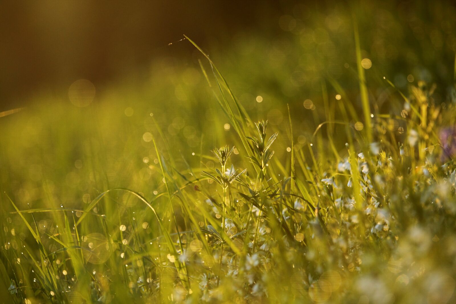 Canon EOS 5D Mark II sample photo. Dew, grass, morning photography