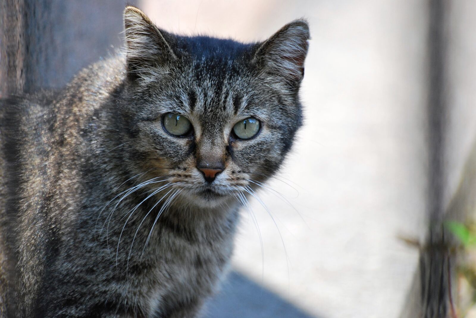 Nikon D60 sample photo. Cat, animal, pet photography