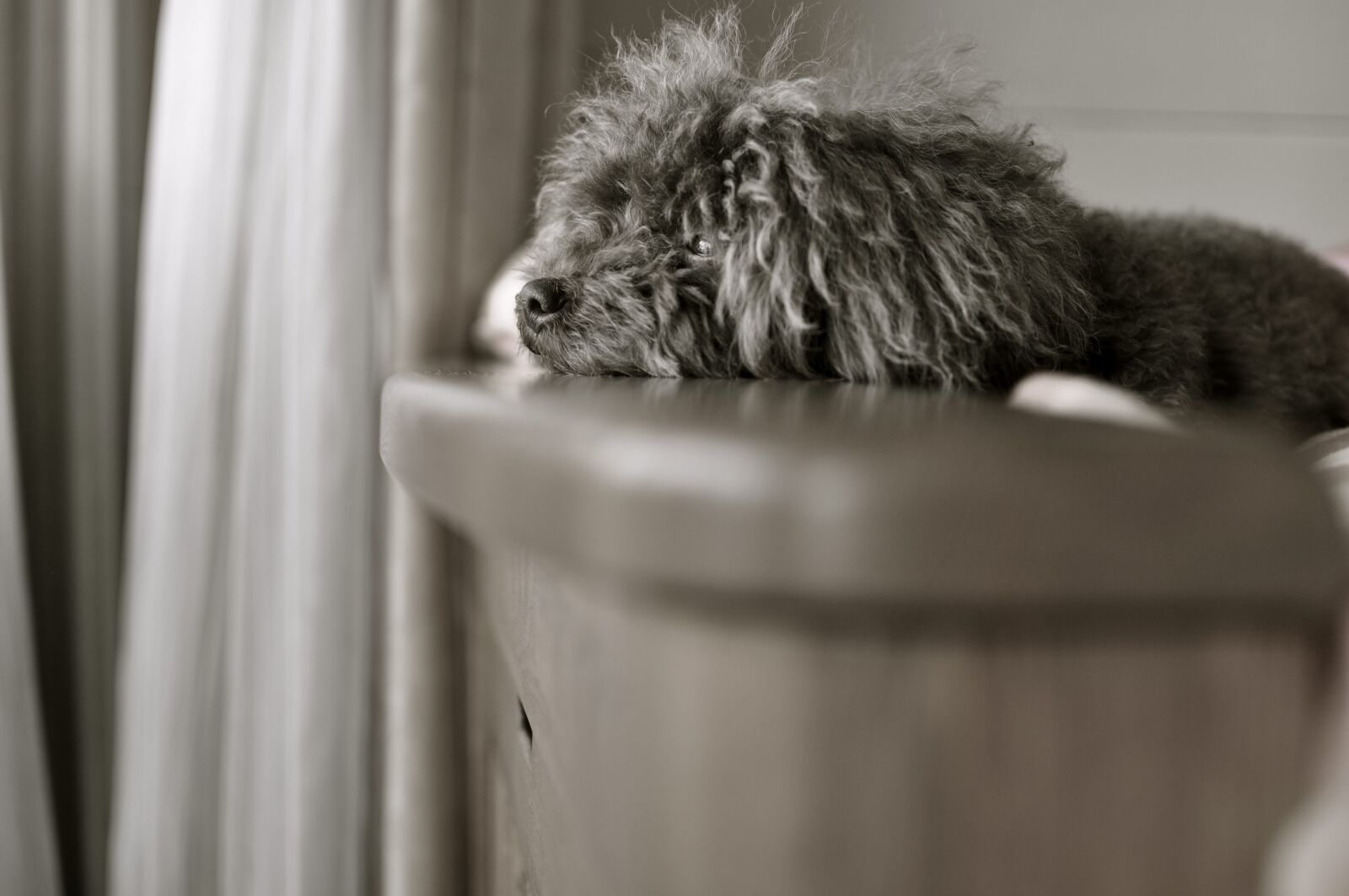 Nikon D90 sample photo. Dog, pet, animal photography