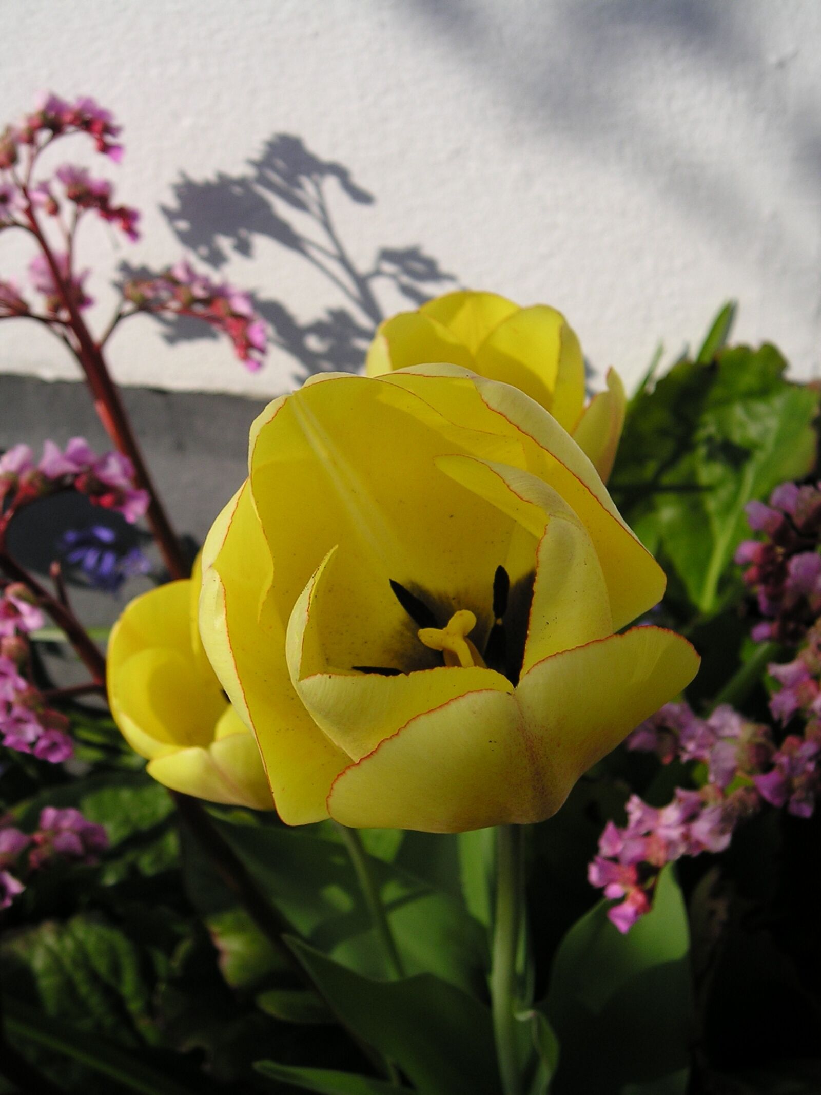 Olympus X250,D560Z,C350Z sample photo. Tulip, yellow, flowers photography