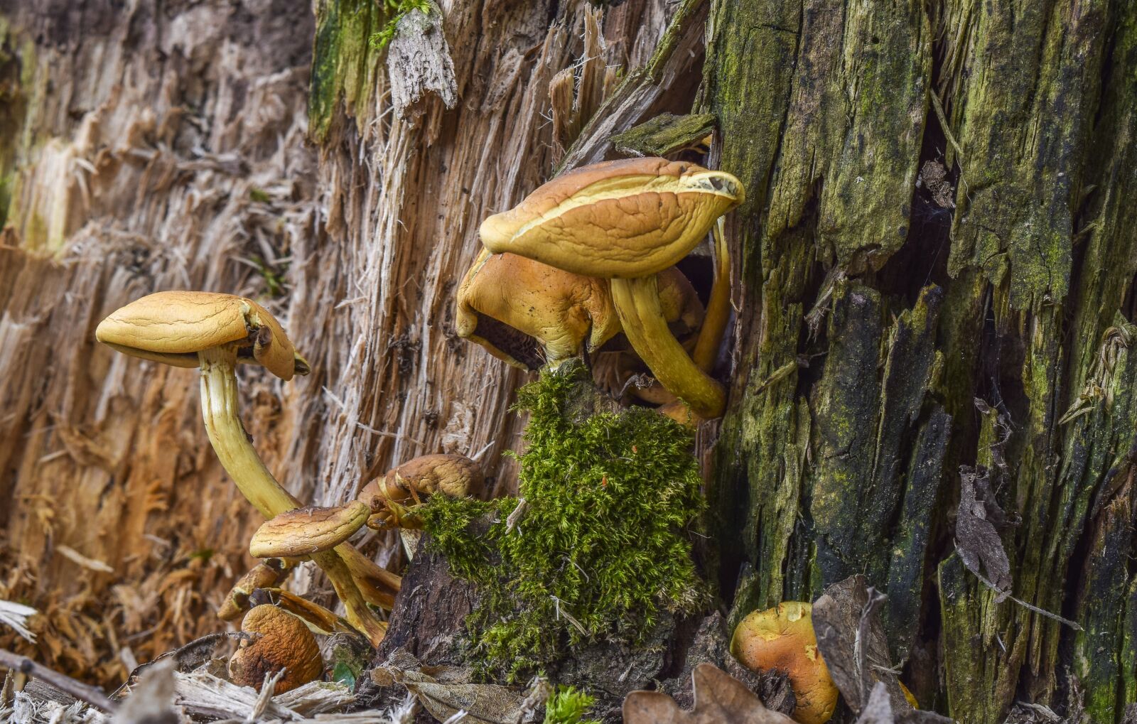Nikon D3300 sample photo. Mushrooms, nature, forest photography