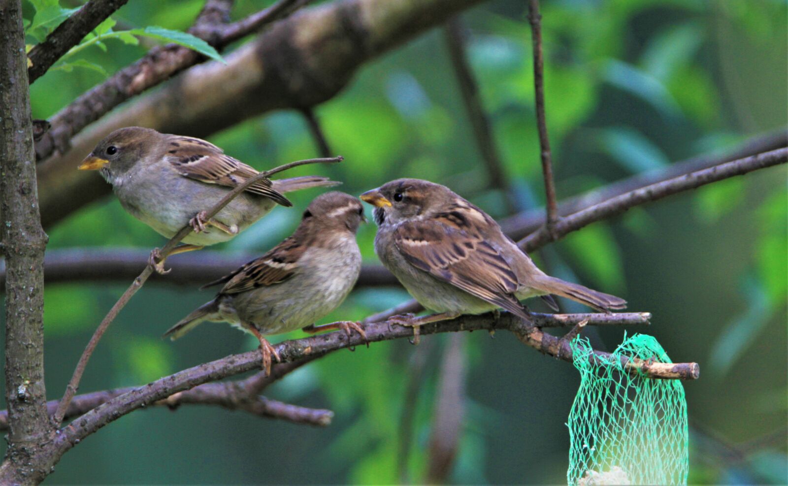 Tamron SP 150-600mm F5-6.3 Di VC USD sample photo. Sparrows family, sparrow, birds photography