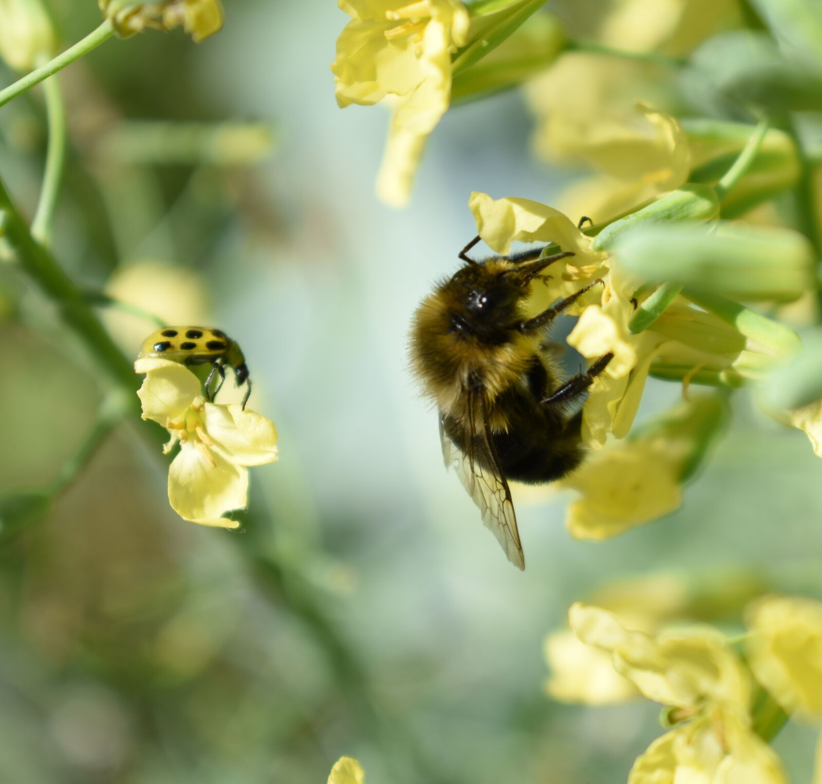Nikon D5500 sample photo. Bee, flower, pollen photography