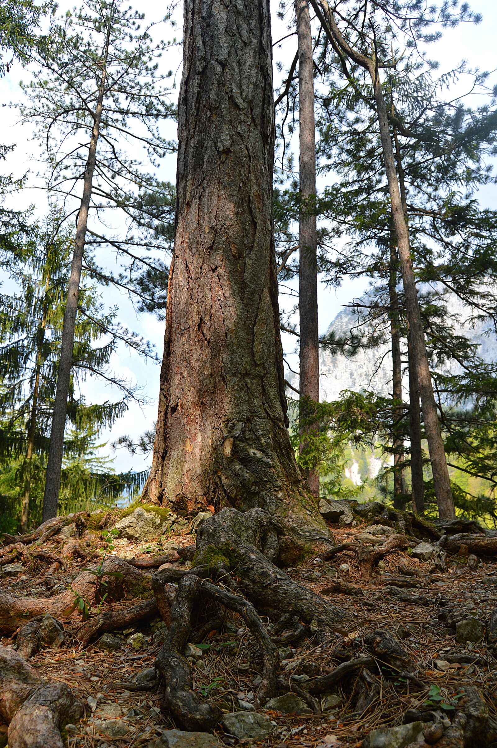 Nikon D3200 sample photo. Tree, forest, root photography