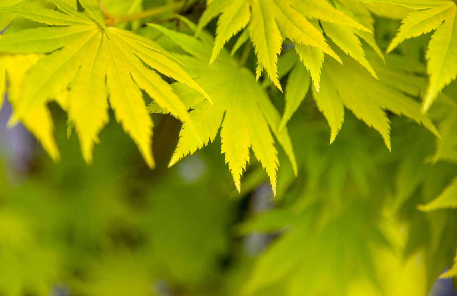 Nikon D610 sample photo. Leaves, plant, tree photography