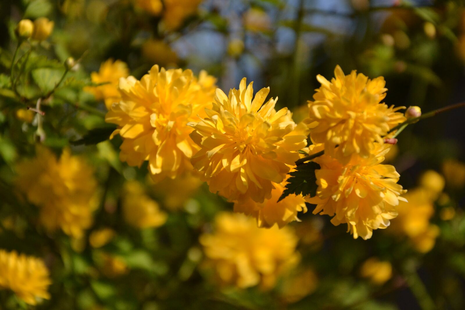 Nikon D3100 sample photo. Flower, nature, plant photography