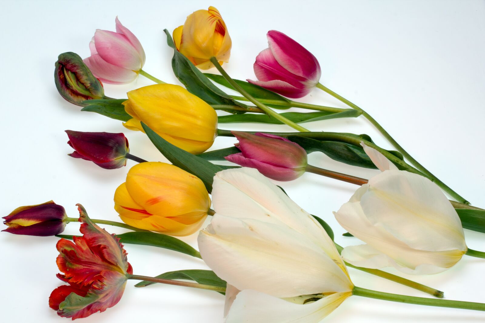 Canon EF-S 60mm F2.8 Macro USM sample photo. Tulips, colorful, flowers photography