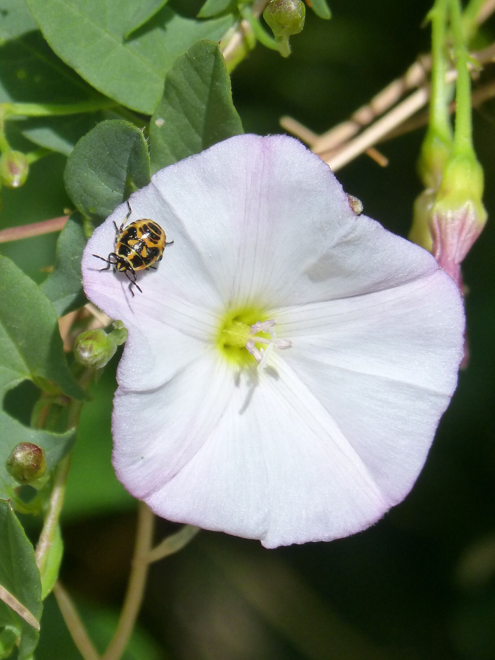 Panasonic DMC-FZ62 sample photo. Harlequin beetle, harlequin ladybird photography