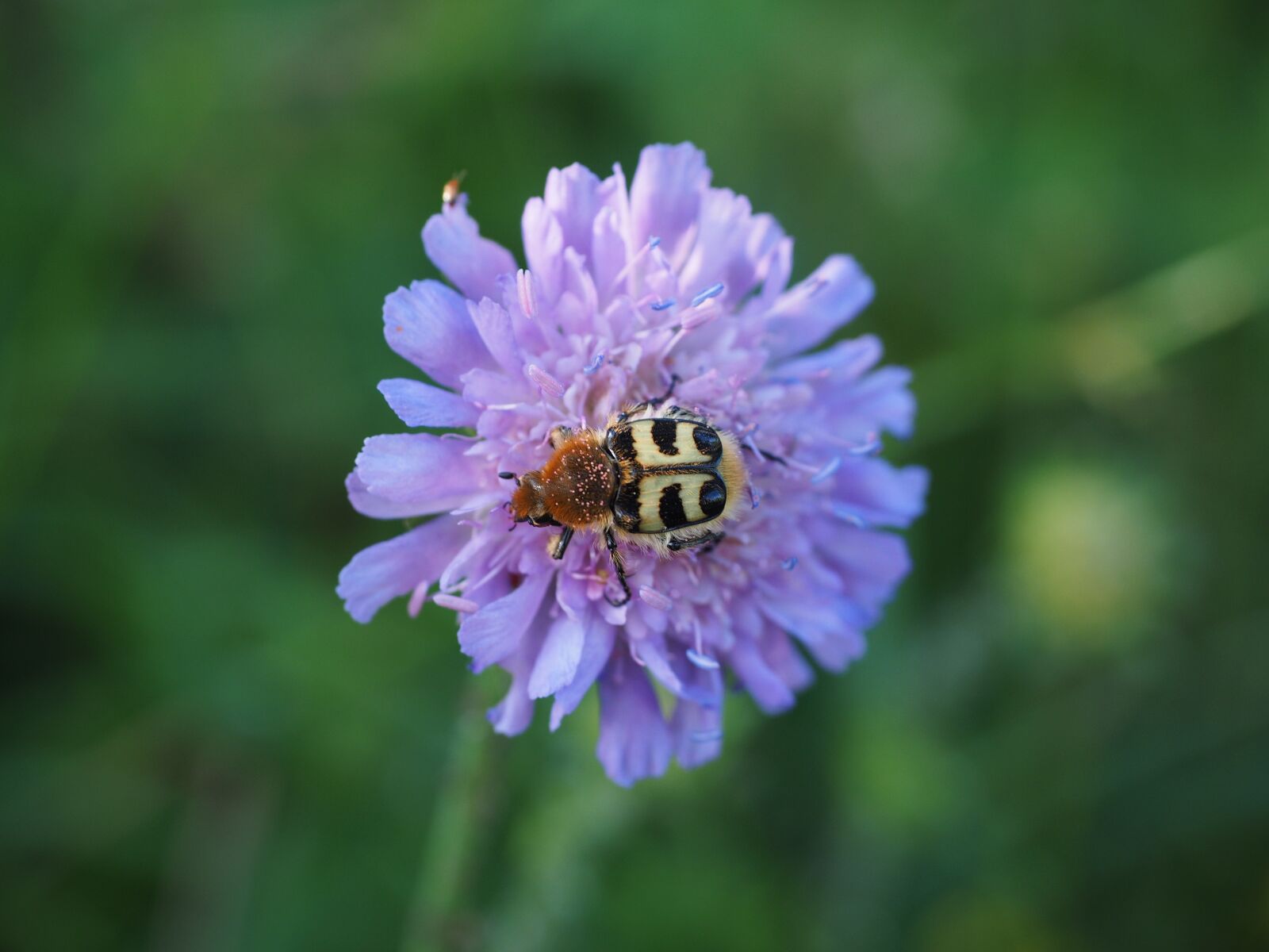 Olympus OM-D E-M1 + Olympus M.Zuiko Digital ED 12-40mm F2.8 Pro sample photo. Brush beetle, beetle, insect photography