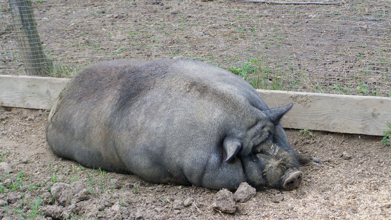Kodak EASYSHARE ZD710 ZOOM DIGITAL CAMERA sample photo. Pig, fat pig, domestic photography