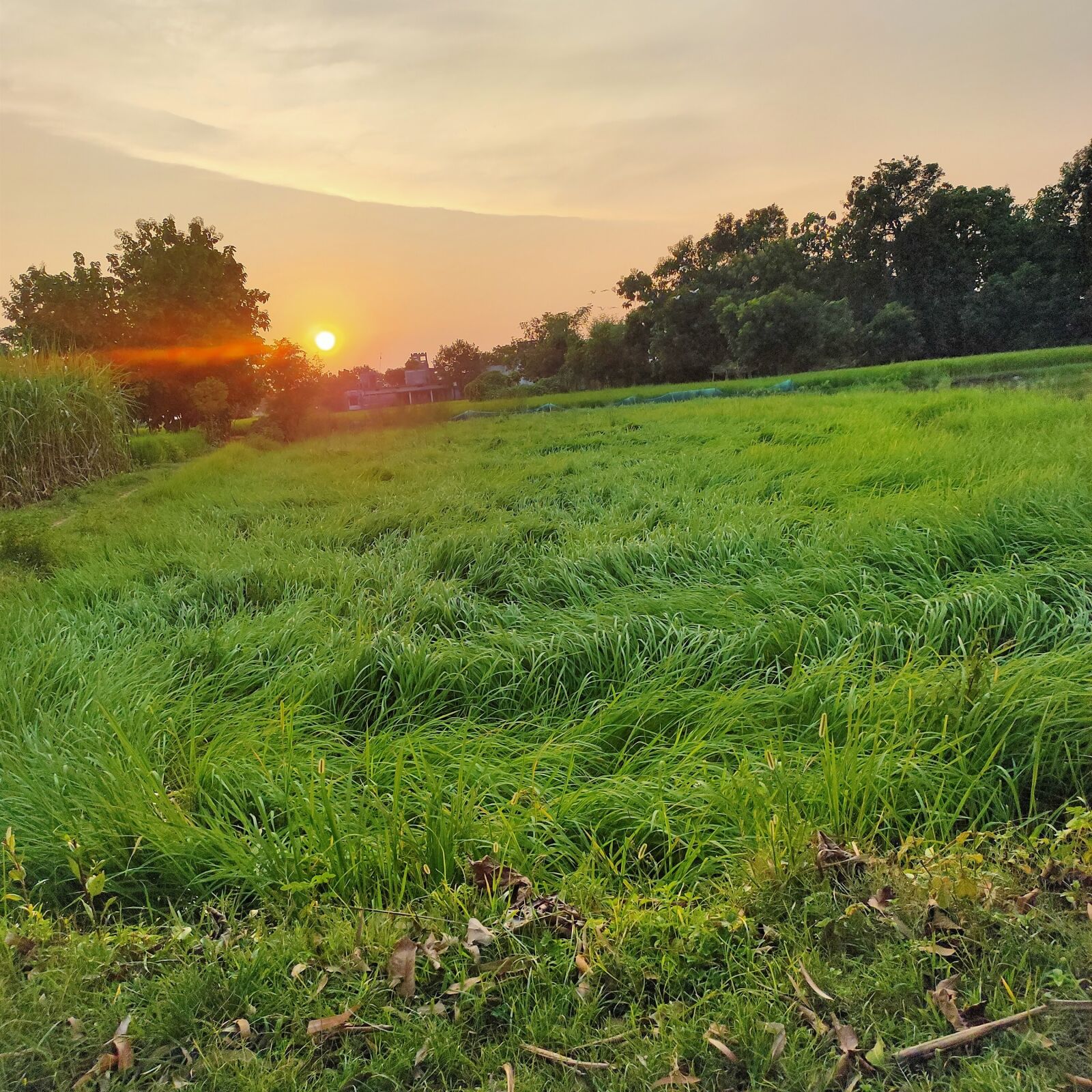 Realme 5 PRO sample photo. Grass, sunset, tree photography