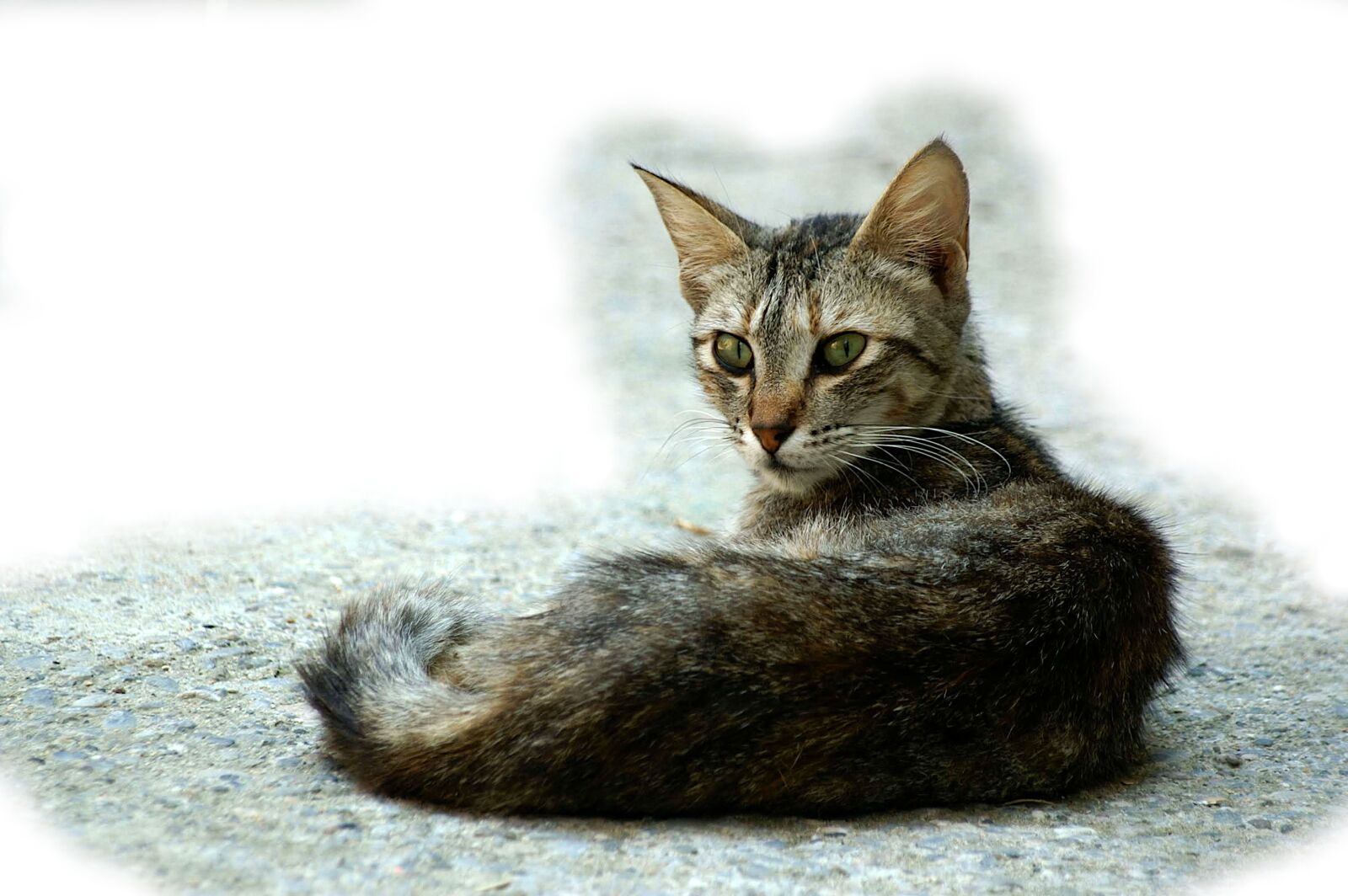 KONICA MINOLTA DYNAX 7D sample photo. Cat, animal, street photography