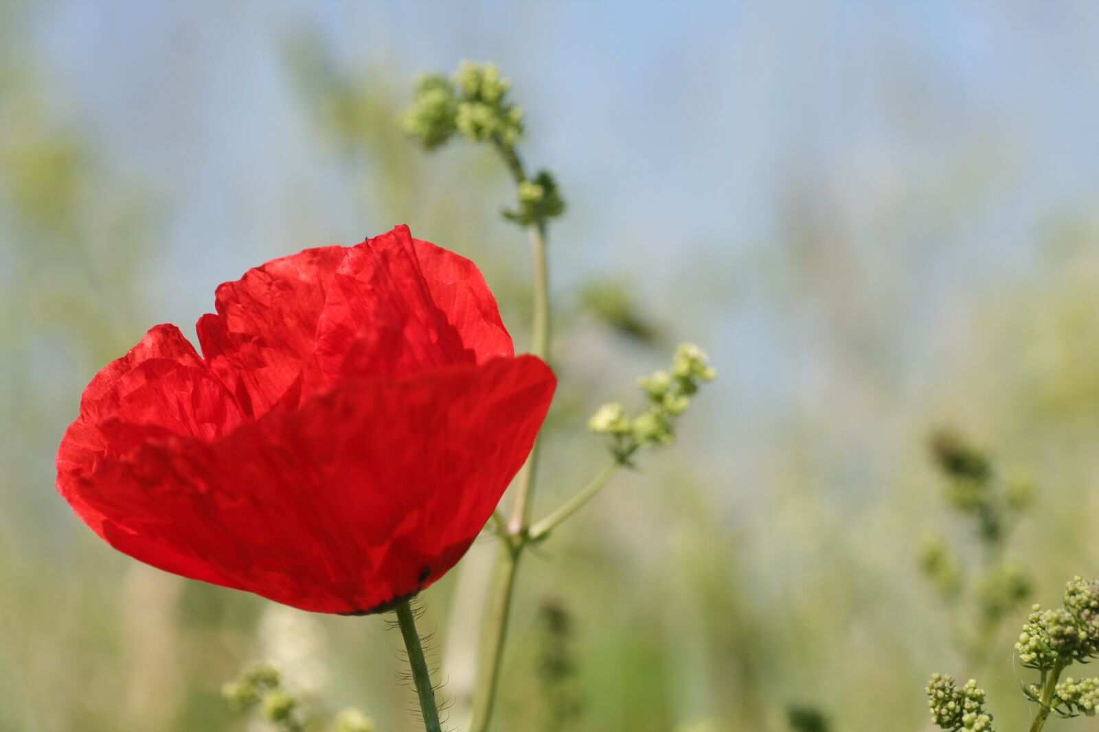 Canon EOS 350D (EOS Digital Rebel XT / EOS Kiss Digital N) sample photo. Flower, poppy, red photography