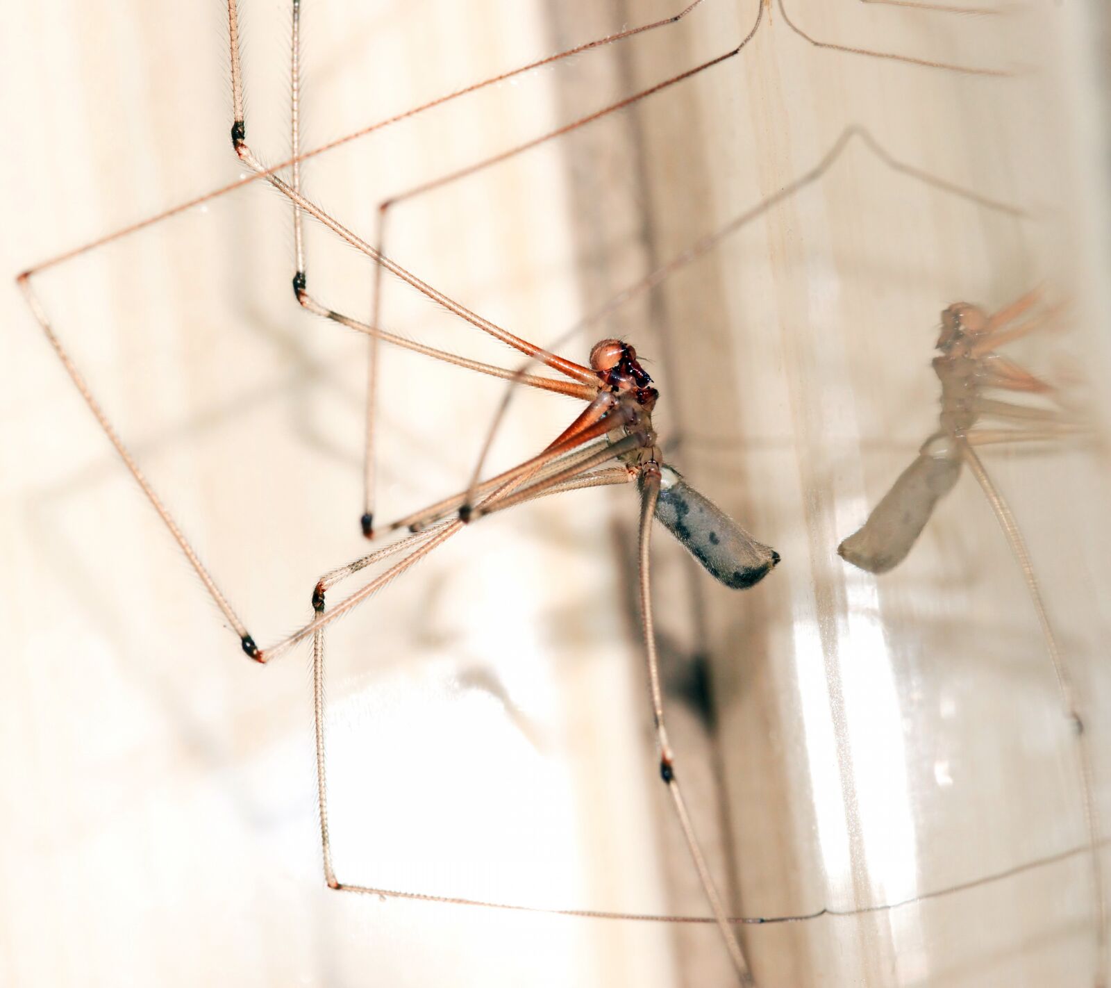 Nikon D5300 sample photo. Mosquito, insect, creature photography