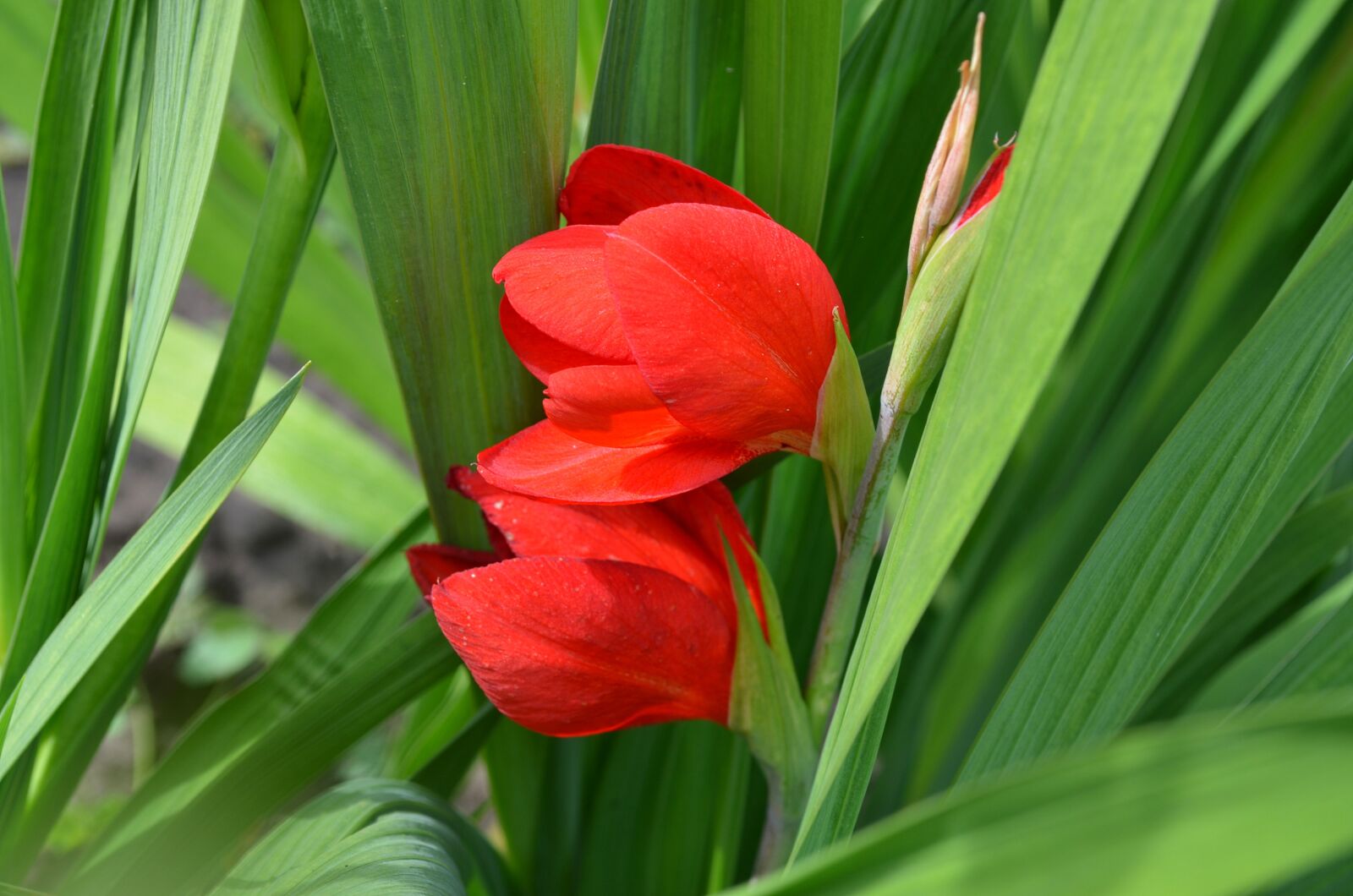 Nikon D5100 sample photo. Gladiolus, red, flower photography