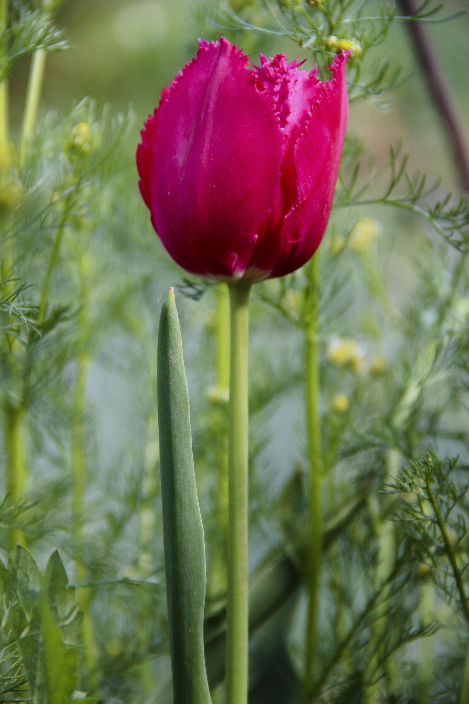 Canon EOS 650D (EOS Rebel T4i / EOS Kiss X6i) sample photo. Tulip, color, flowers photography