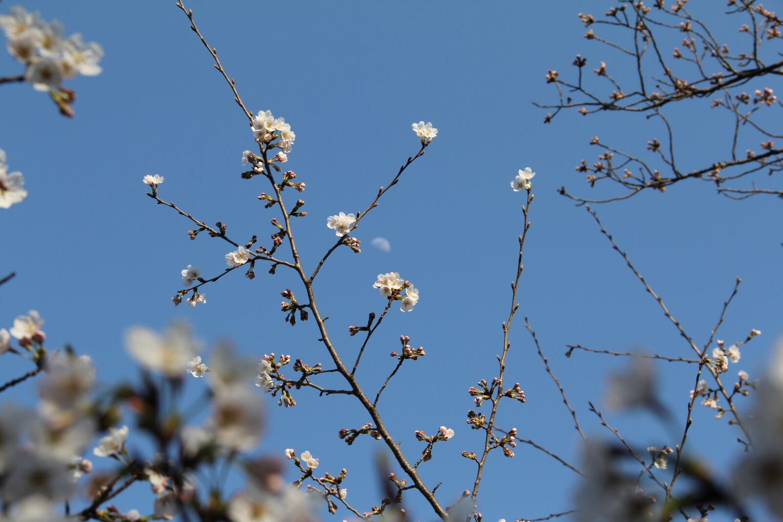 Canon EOS 60D sample photo. Branch, tree, cherry photography