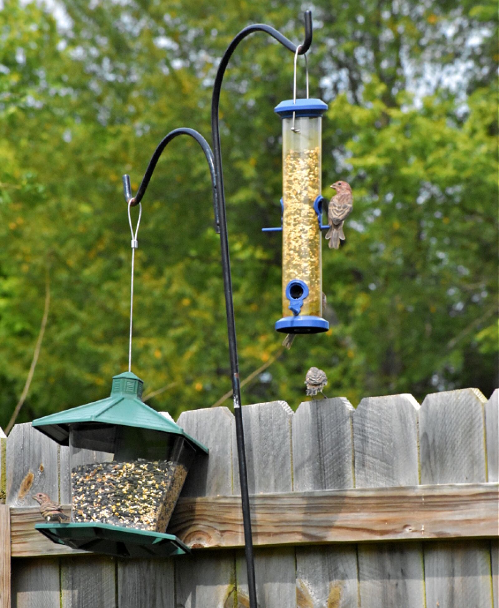 Nikon D3500 sample photo. Bird feeder, birds, wren photography