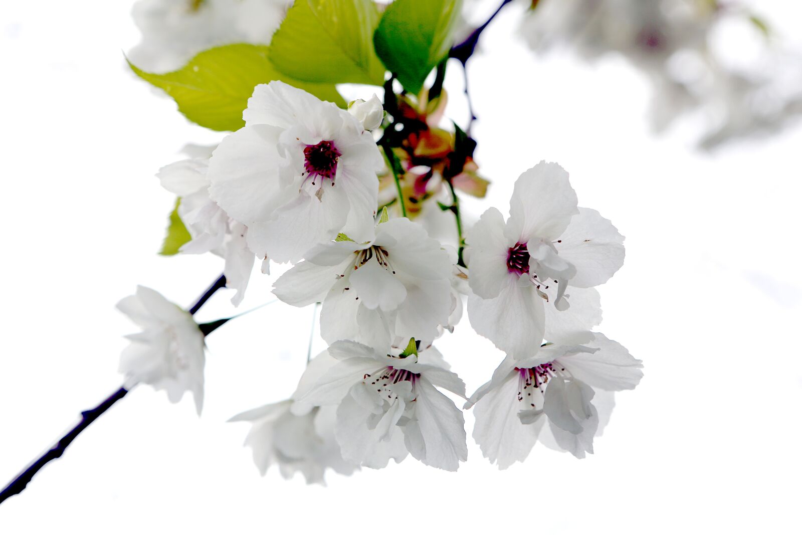 Canon EOS 5D Mark III sample photo. Budding spring, cherry blossom photography