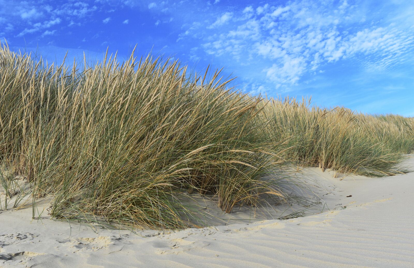 Nikon D7200 sample photo. Australia, beach, beach grass photography