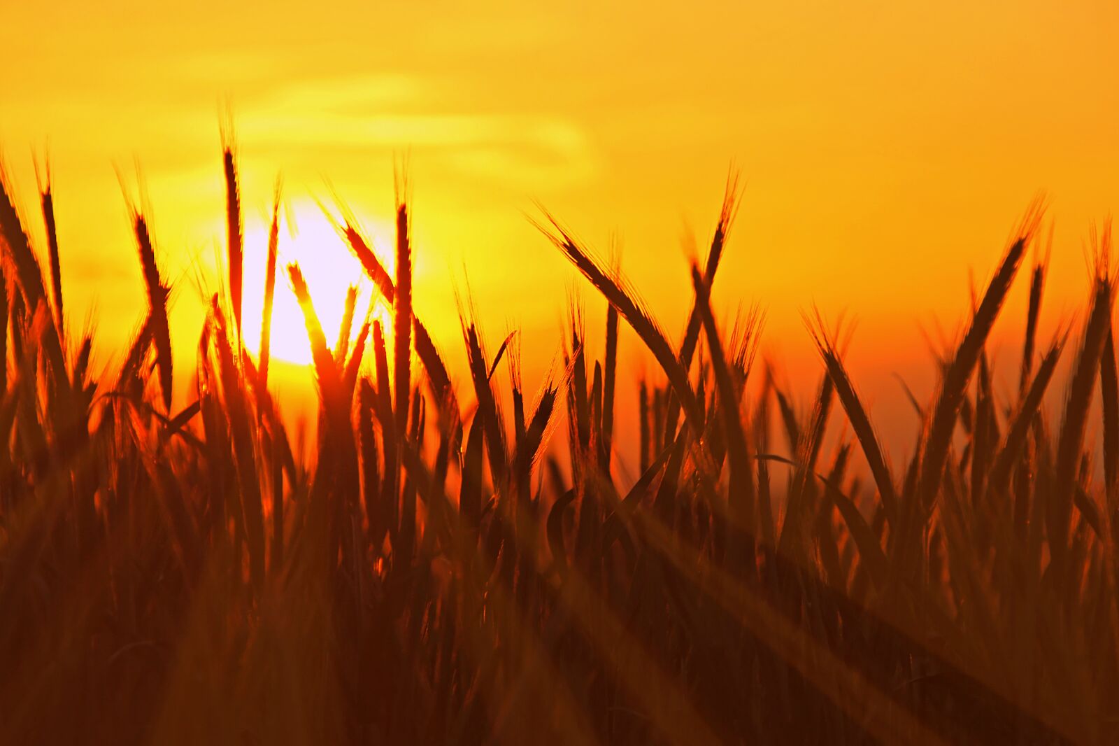 Canon EOS 700D (EOS Rebel T5i / EOS Kiss X7i) sample photo. Harvest, cereals, agriculture photography