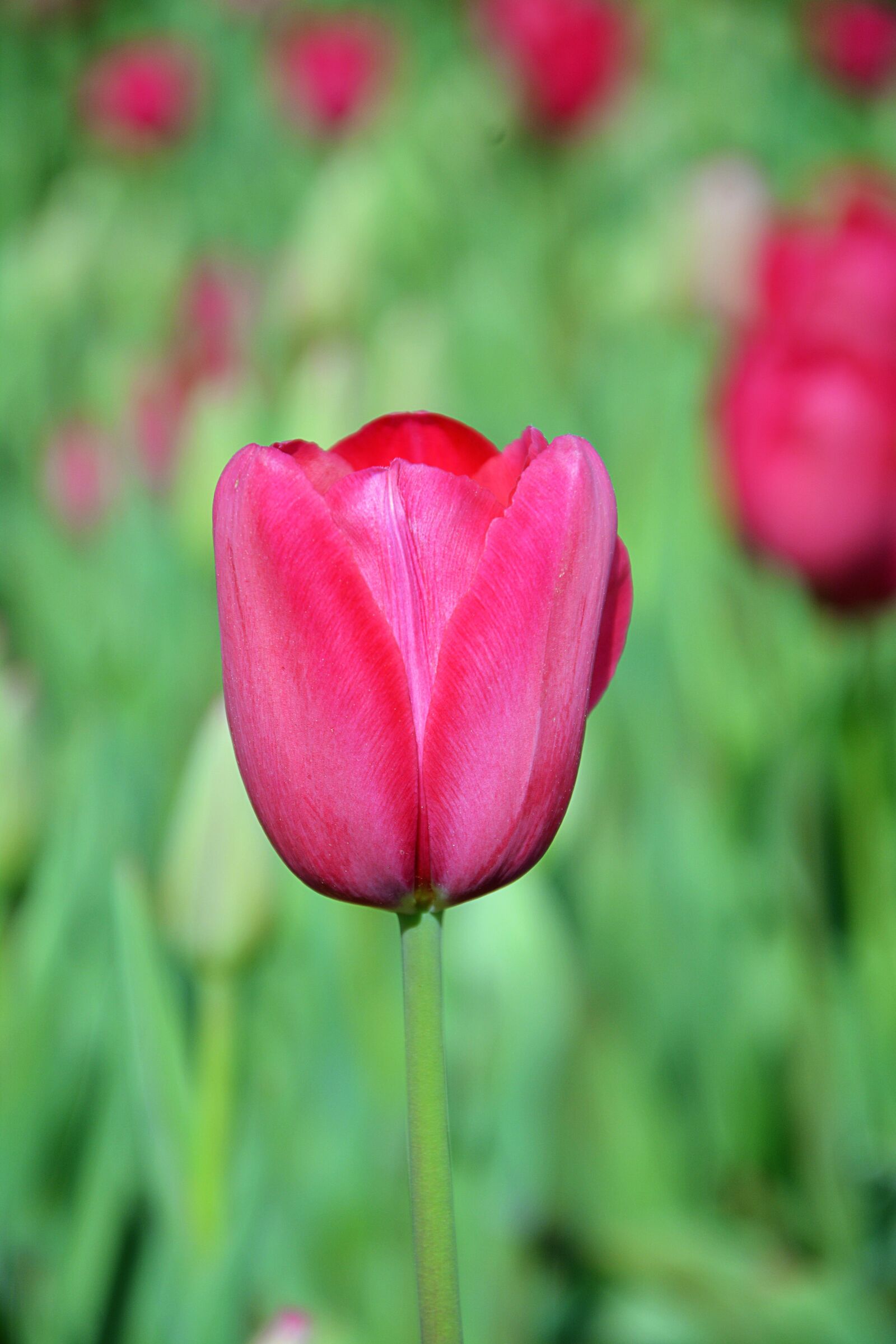 Nikon D7100 sample photo. Nature, plant, flower photography