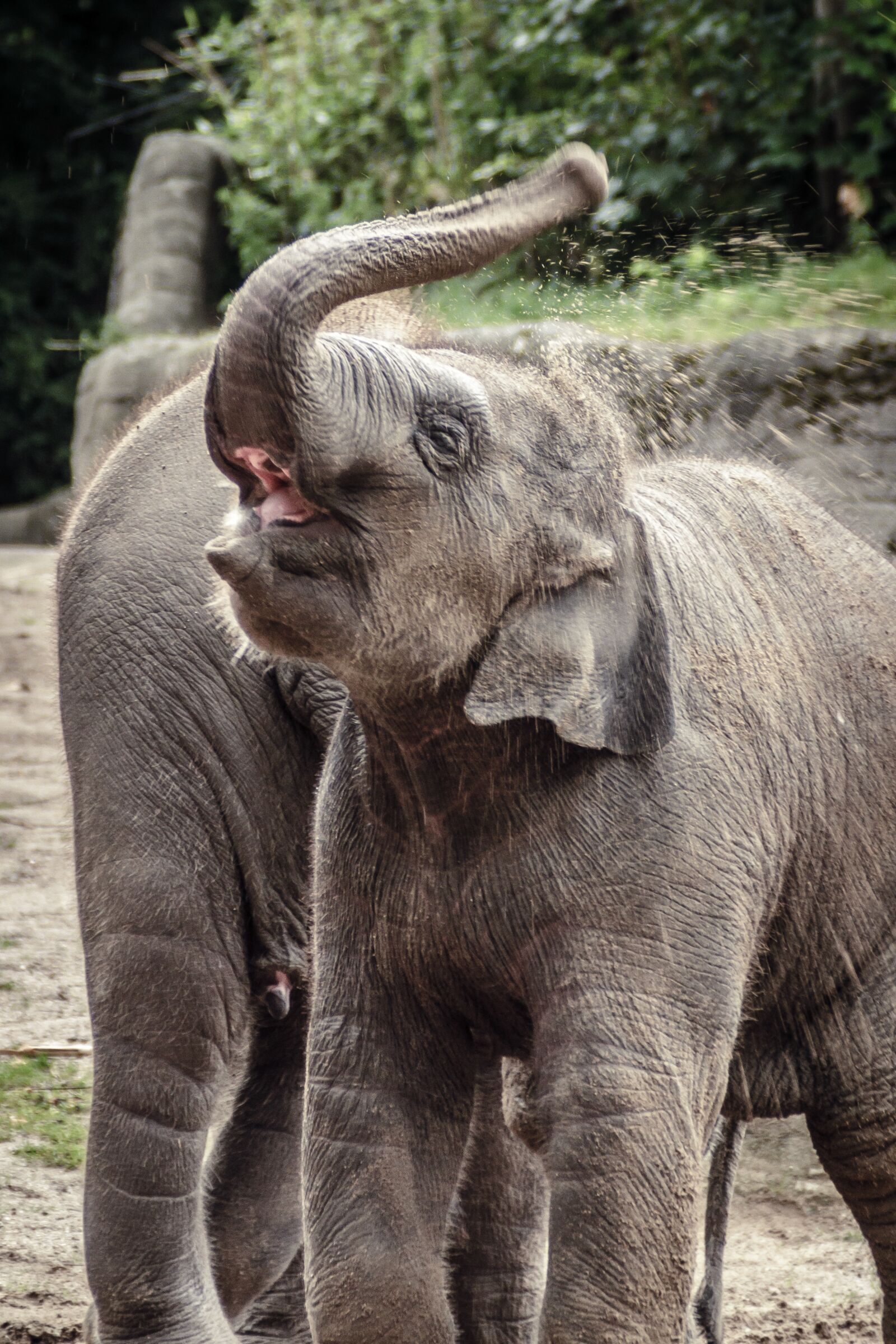Canon EOS 7D sample photo. Elephant, animal, grey photography