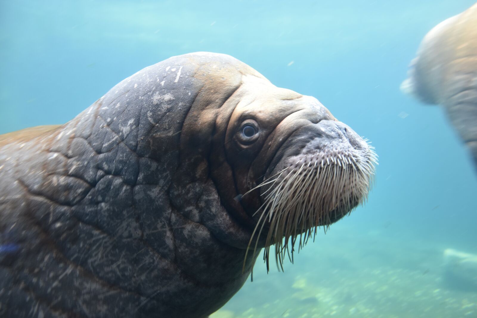 Nikon D5500 sample photo. Hagenbeck, hamburg, zoo photography