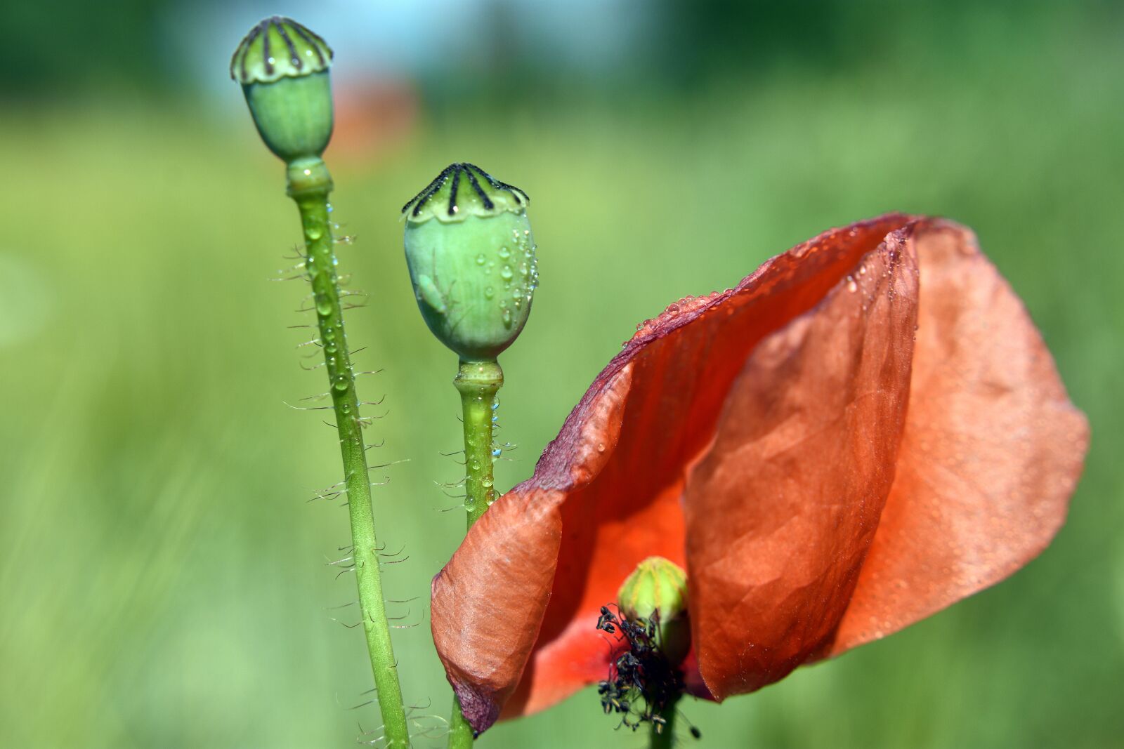 Nikon D3400 sample photo. Poppy, poppies, red photography