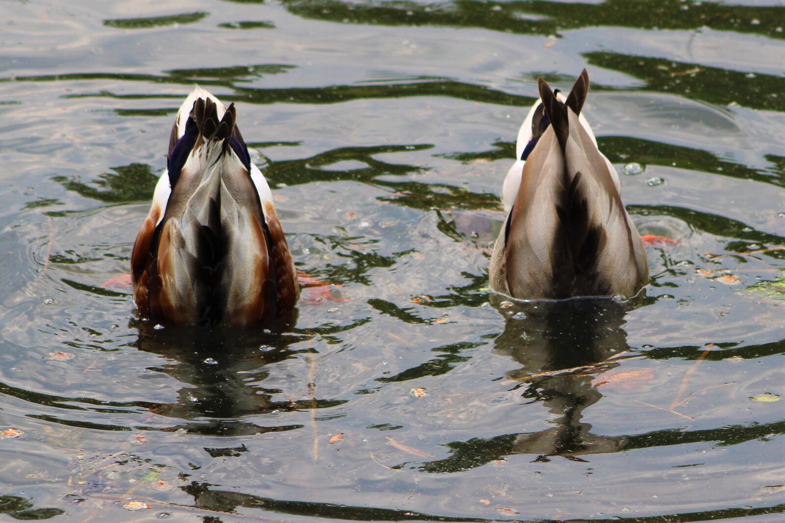 Canon EF75-300mm f/4-5.6 sample photo. Duck, bird, nature photography