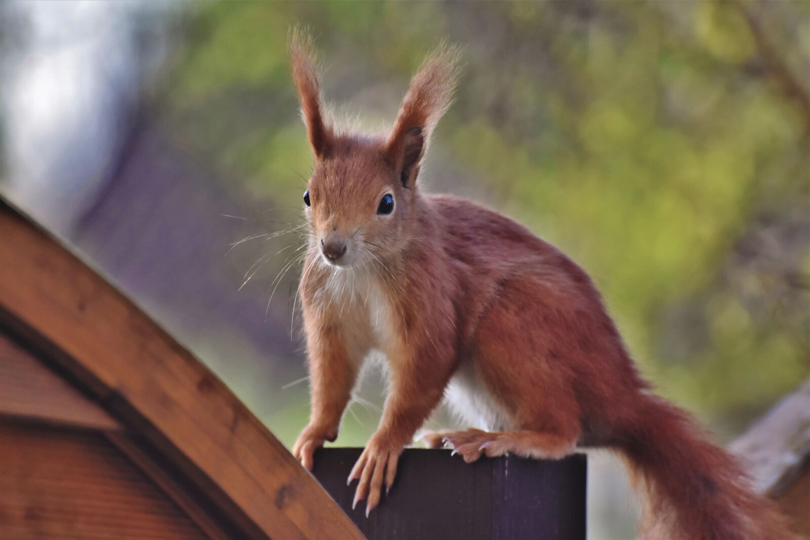 Nikon D7200 sample photo. Squirrel, verifiable kitten, rodent photography