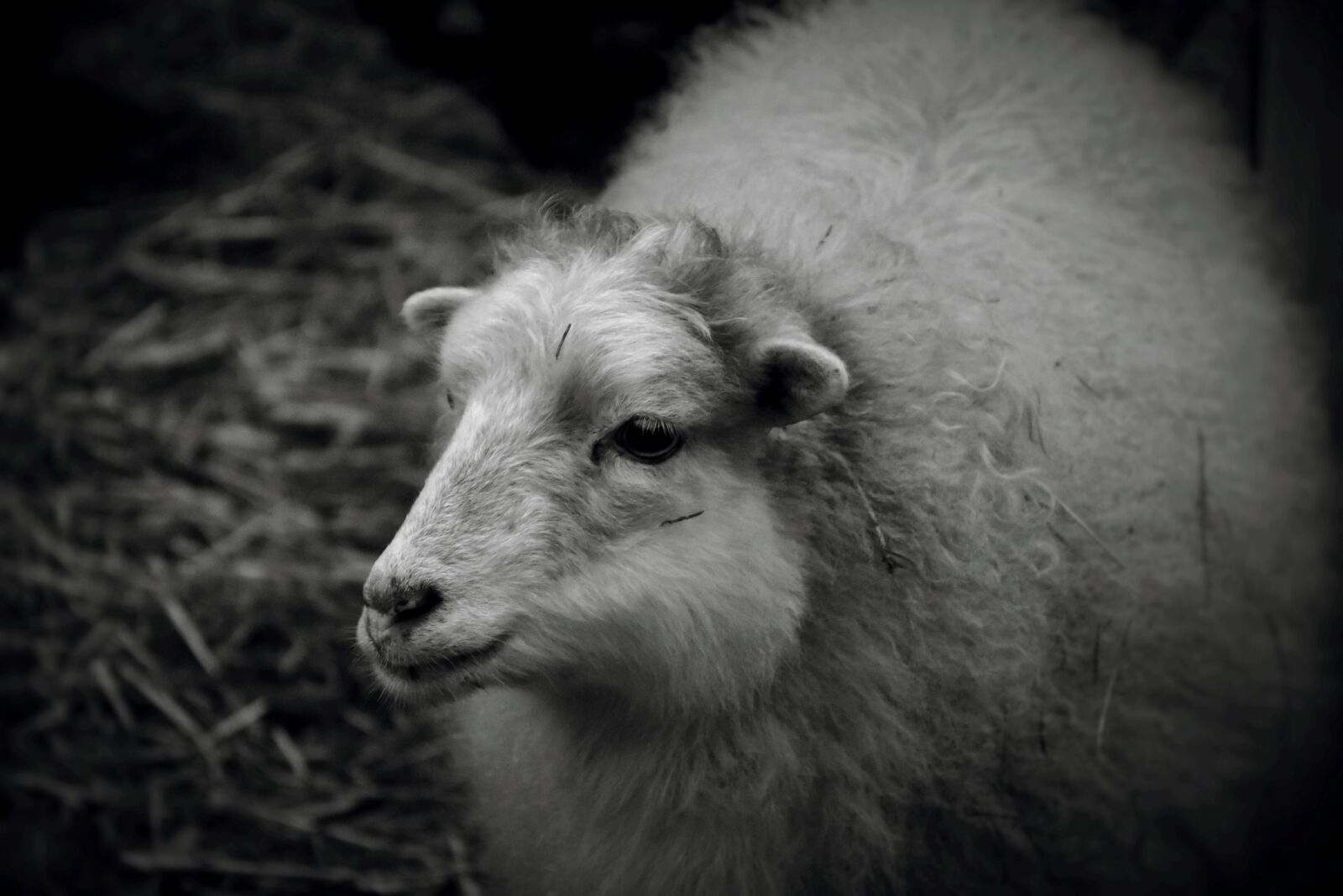 Nikon D7200 sample photo. Sheep, wool, animal photography