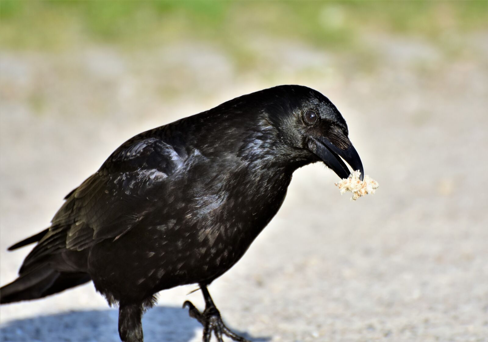 Nikon D7200 sample photo. Raven, crow, raven bird photography
