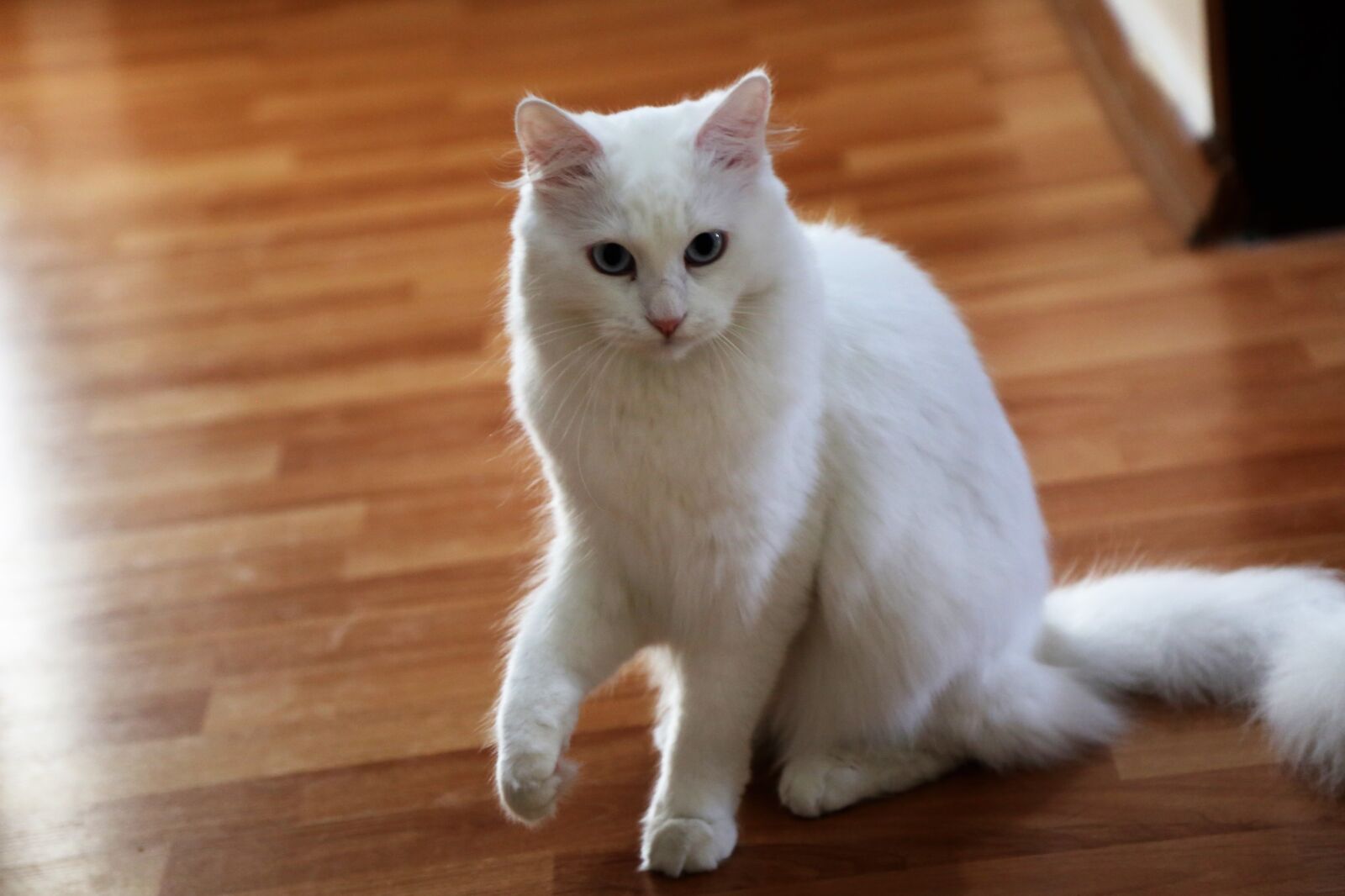 Canon EOS 5D Mark III sample photo. Cat, animal, pets photography